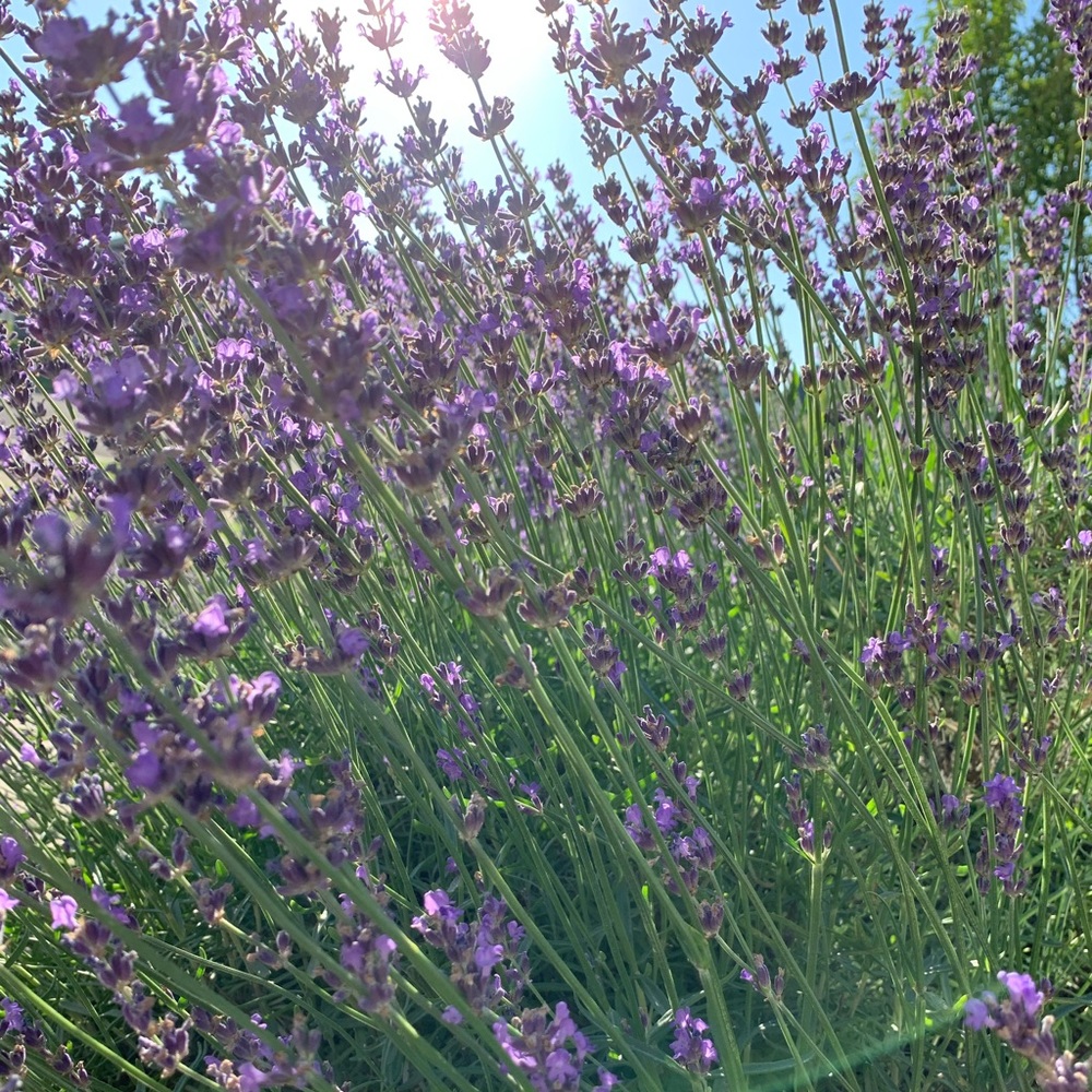 Meet your Posher, Courtney